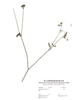 藏品(竊衣)的圖片